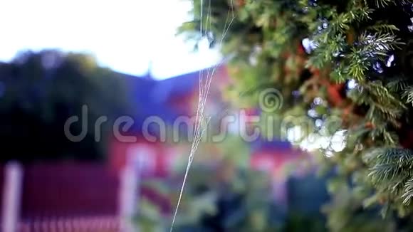蜘蛛网花园特写复古色彩视频的预览图