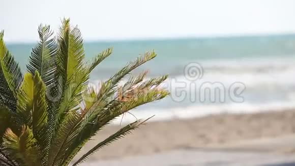 棕榈树在风中摇曳映衬着美丽的海浪和蓝色的晴空生长在异国情调的热带植物视频的预览图