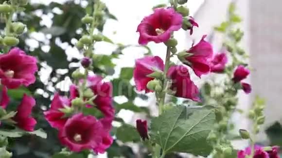 美丽的冬青花在花园里视频的预览图