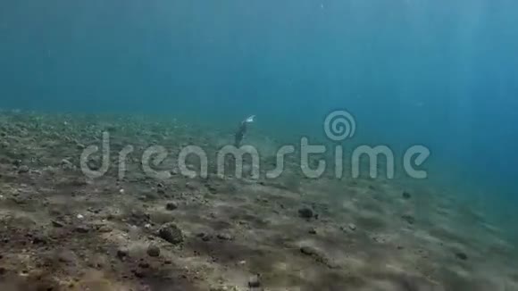 在底部的沙中触发鱼类寻找食物视频的预览图