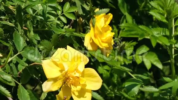 黄色玫瑰园开花视频的预览图