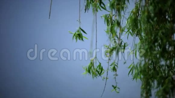 柳枝在蓝色背景上视频的预览图