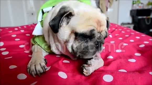 可爱的小狗狗用下巴和舌头睡觉的特写脸躺在床上舔脚视频的预览图