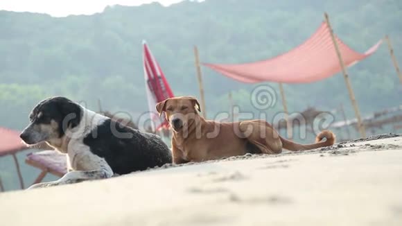 狗躺在甲板椅旁的沙滩上视频的预览图