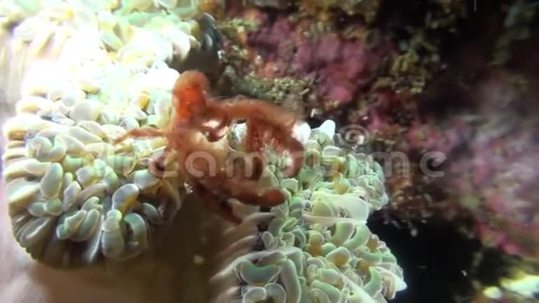红毛蟹泡制珊瑚视频的预览图