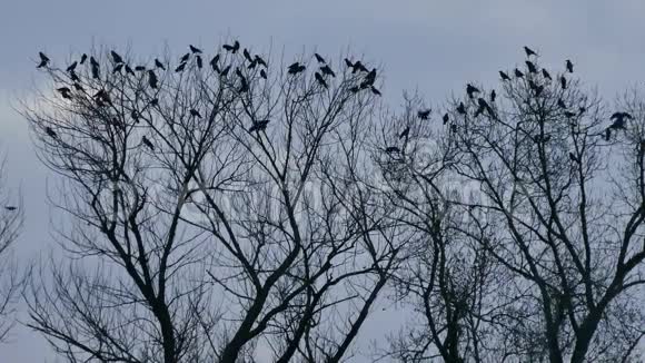 树上有乌鸦在树梢休息视频的预览图