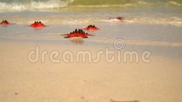 摄像机慢慢地沿着海岸飞行白沙上大量红星白色海滩红色的特写镜头视频的预览图