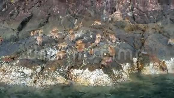 在野外的岩石上吃猴子视频的预览图
