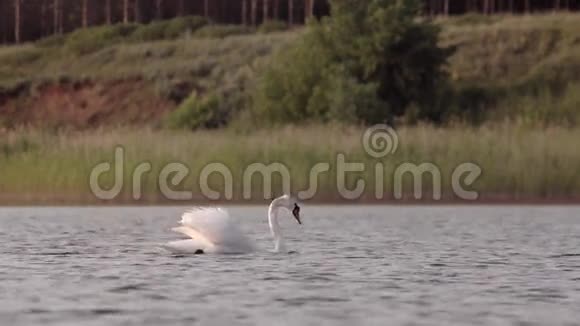寂寞美丽的天鹅在湖中游视频的预览图