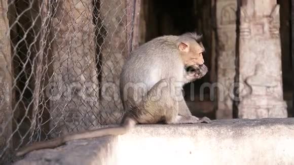 可爱的猴子坐在他的手里吃东西视频的预览图