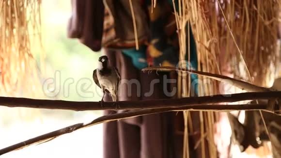 小鸟站在树枝上在乔德普尔的田野上建造了一部分庇护所视频的预览图