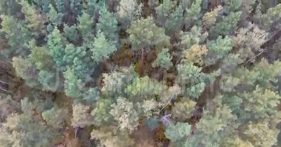 无人机在北欧森林上空射击视频的预览图