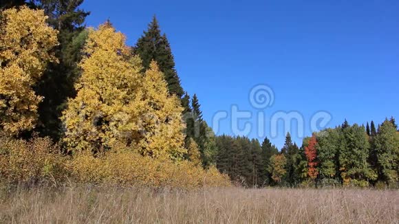 秋天林中一片草地上的树木视频的预览图