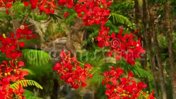火焰树皇家波辛西亚鲜艳的红花高清画面视频的预览图