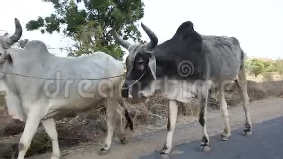 两头母牛沿着Jodhpur的农村公路走视频的预览图