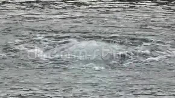 智利河边的水泡视频的预览图