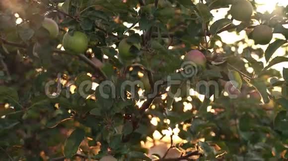 苹果树的枝干与熟苹果的慢慢移动视频的预览图