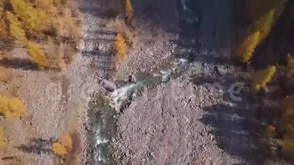 森林溪流流过苔藓的岩石山青绿色的河流在石头和山峰之间秋天的黄色落叶松生长视频的预览图