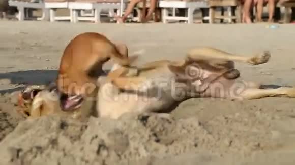 三只狗在果阿的海滩上玩沙子视频的预览图