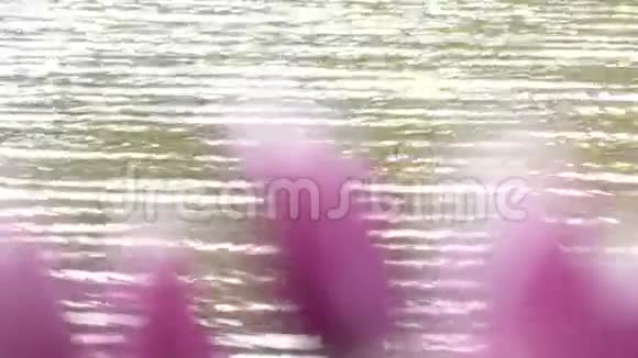 聚焦在公园花中的迷人紫色郁金香视频的预览图