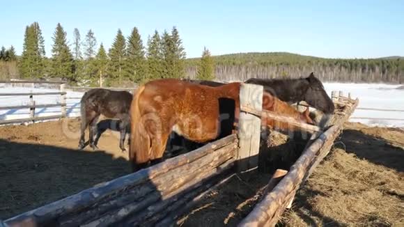 马吃草精心打扮的漂亮强壮的马嚼干草视频的预览图