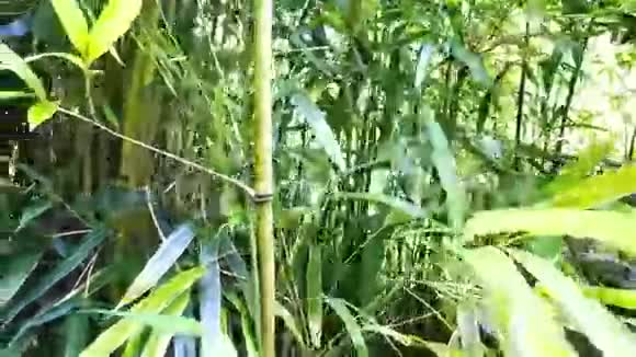 竹林的潘视频的预览图