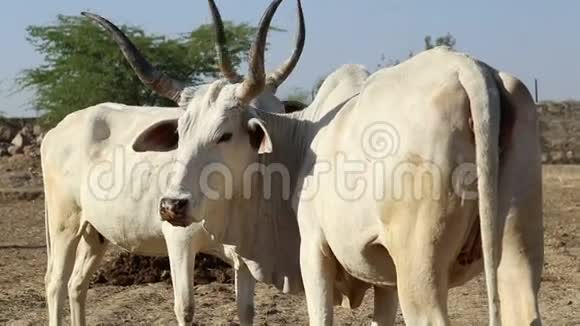 两头母牛站在乔德普尔的田野上视频的预览图