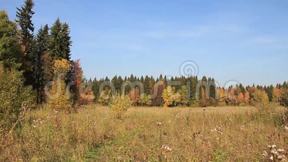 秋天林中一片草地上的树木视频的预览图