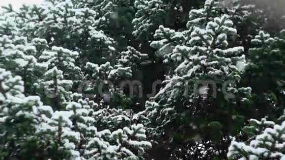 降雪在大自然中视频的预览图