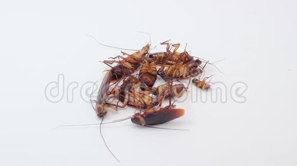 蟑螂死于虫子喷雾视频的预览图