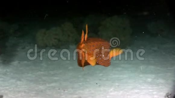 黄箱鱼科鱼类有红海斑点视频的预览图