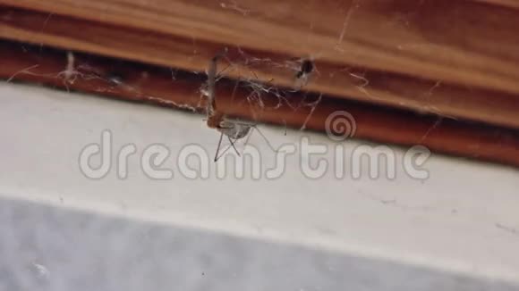 一只蜘蛛包裹着猎物蚊子视频的预览图