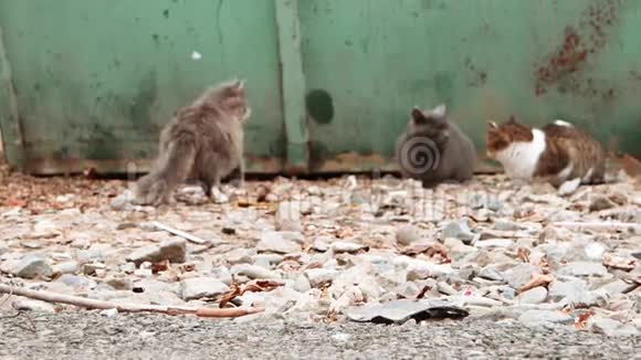 野生猫在垃圾容器附近休息聚焦前景模糊背景视频的预览图