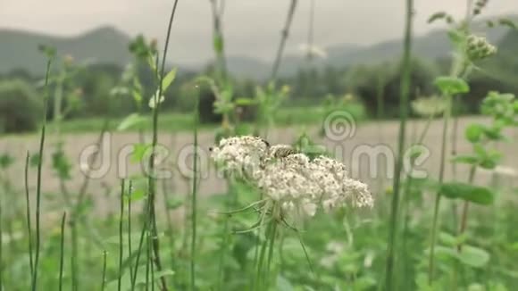 蒙潭乡小黄蜂坐在白花旁的宏观景色视频的预览图
