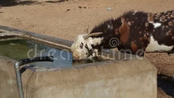 在乔德普尔的田野里年轻的奶牛从户外脸盆里喝水视频的预览图