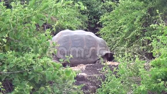 圣克鲁斯岛上绿草如茵的巨型加拉帕戈斯龟视频的预览图