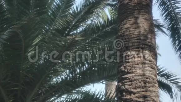 棕榈树树干树皮叶子视频的预览图