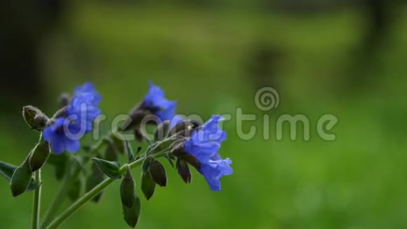 夏日绿林背景下的蓝色花朵视频的预览图