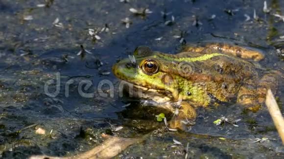 绿色青蛙坐在泥里的特写镜头视频的预览图