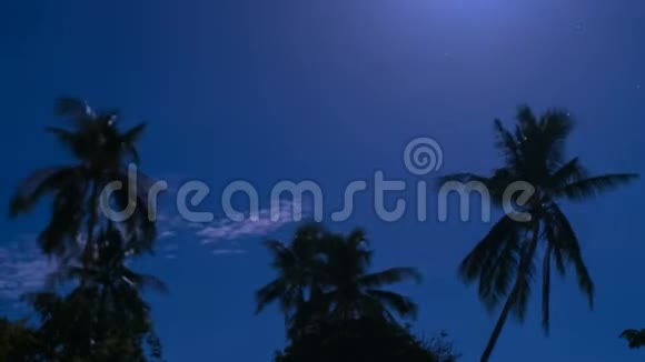 夜空与棕榈树时间推移视频的预览图