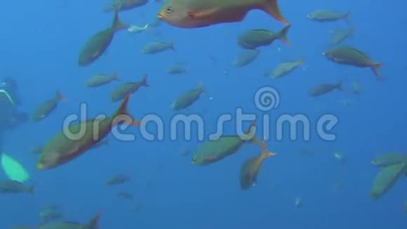 加拉帕戈斯群岛海底鱼群背景研究视频的预览图