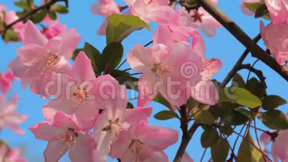 特写慢镜头的春天桃花在风中摇曳背景上蓝天美丽美丽视频的预览图