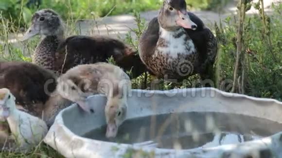 棕色鸭子从钢盆里喝水靠近视频的预览图