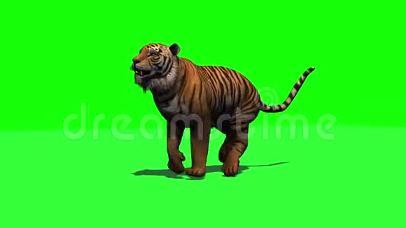 老虎正在奔跑3个不同的视角与阴影视频的预览图