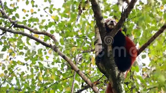 一棵树上可爱的小熊猫视频的预览图