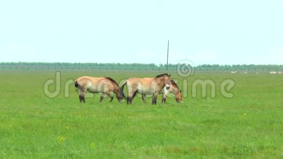 在草原上吃草的三匹母马视频的预览图