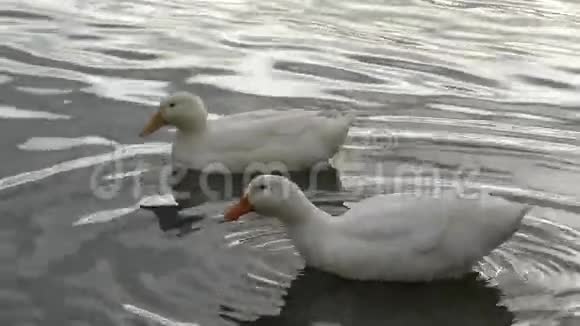两只白鸭子游泳视频的预览图