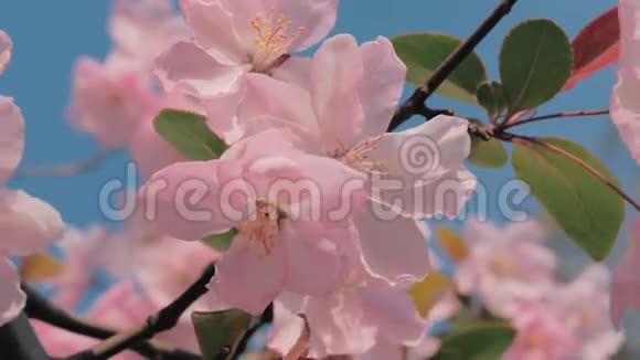 特写慢镜头的春天桃花在风中摇曳背景上蓝天美丽美丽视频的预览图