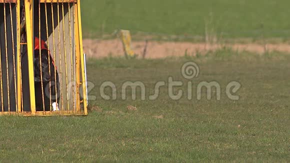 灰狗狗成人站在盒子里在比赛中跑步视频的预览图