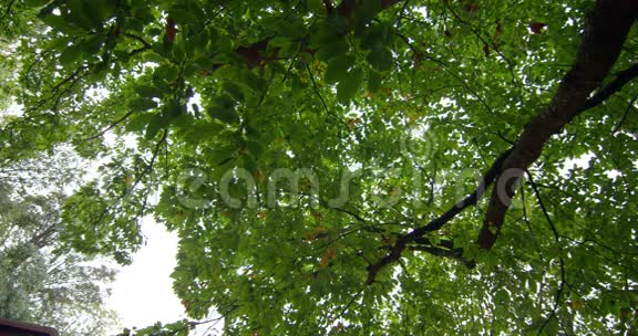 一棵高大的树上低角度的树叶视频的预览图